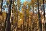 The Best Place to Fill Your Eyes, Heart and Soul with the Colours of Fall!
