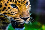 Jaguars on ayahuasca and monkeys on iboga: psychedelic use spans the whole animal kingdom