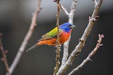 Painted Bunting