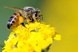 The Role of Pollinators in Ecosystems