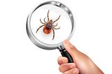 Several Reasons For Protecting Our Homes With Pest Control