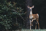 A deer paused in a forest and staring straight at the camera—Photo by Scott Carroll on unsplash.com