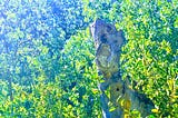 Dead tree trunk amid lush foliage and blue light