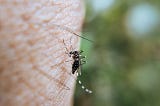 Dealing with Insect Bites: Tips for Soothing Relief