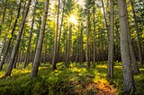 Forests Help Communities Thrive