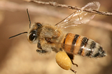 BEE ENGAGED- A Clarion call to every human being