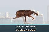 PestPro offers a comprehensive Weevils Control Service in Nairobi, Kenya, designed to eliminate these pests and protect your food supplies.