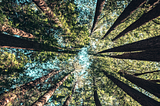 How to Reach Sustainability-Minded Consumers with Media Innovation