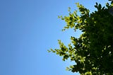 A bright blue sky above a small tree, with the light piercing through its small leaves.