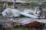 Gray wolves left vulnerable without endangered species protections