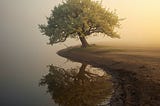 A quiet tree rooted deeply beside calm water at sunrise, symbolizing inner growth and lasting transformation.