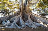 The massive roots of a very old tree