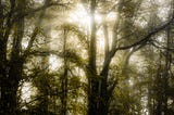 Photograph of sunlight streaming through silhouetted woodland wrapped in mist.