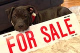 Tips to adopt a pup in this “dog’s market”