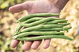 This Blue Lake: How a Bean with Roots in California Conquered the Willamette Valley