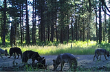 How long will Washington’s wolf population continue to grow?