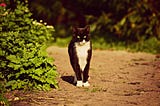 a very stern and angry looking black and white cat, standing in the middle of a dirt path.