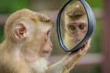 Mirror Mirror on the wall, who is the biggest litterbug of all?