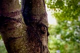 A close up of two tree branches with green leaves in the brackground