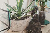 How I Stopped Killing My Plants