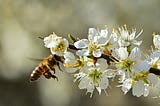 World Bee Day: 10 takeaways about bees and beekeeping from wildfire photographer Mark Thiessen’s…