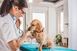 A Complete Guide to First-Year Puppy Vaccinations