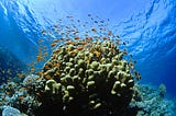 Building and growing coral reefs