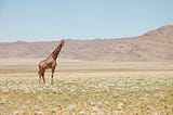 What You Should Know Before Taking Your First African Safari