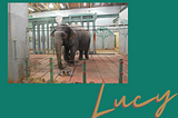 Lucy- The coldest, loneliest elephant
