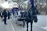 Horse and Carriage Rides Skyrocket as Tourists Return to Central Park Just in Time for Christmas