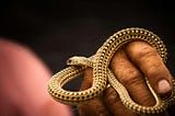 Snake Myths Busted