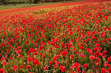 Poppy Field Sunset, Oxfordshire, England