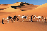 The Sahara Desert Habitat