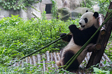 A panda is eating bamboo.
