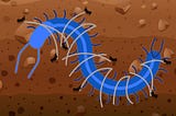 Constraining the Centipede – video companion