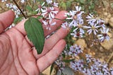 Blue Wood Aster: A Late Season Bloom You Can Eat!