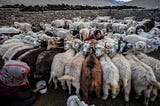 India: Ladakh Herders Work to Save Their Future