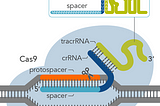 So How did CRISPR ever come to be?