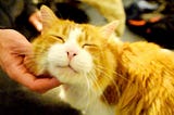 How to Make Your Cat Purr: A Beginner’s Guide