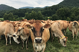 Enduring the American Dairy Crisis