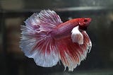 Recognizing and Remedying an Overfed Betta Fish: A Comprehensive Guide