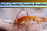 What is a Termite’s Favorite Breakfast?