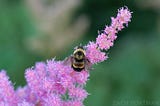 Bombus affinis, the rusty patched bumblebee