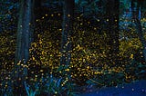 Sequencing the Firefly Genome — How Did the Firefly Get Its Glow?