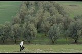 on Seeing Through Kiarostami’s Olive Trees