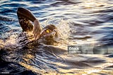 Swimming Beyond the Pool: A Call for Continuous Adaptation in Development