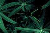 The Conclusion to Classifying Cassava Leaf Diseases Using Convolutional Neural Networks