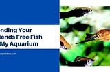 Sending Your Friends Free Fish in My Aquarium — Aquascape Ideas