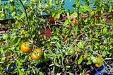 Ripening tomatoes hang from vine-covered plants with lush green leaves. The plants are positioned in front of a wall painted green on top and reddish brown on the bottom.