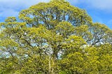 Tree of Sanity: From Heartfelt Intention to Coherent Impact